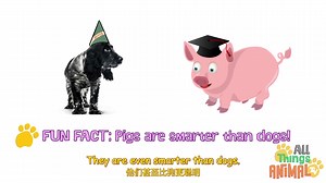 给孩子们的动物科普10:Pigs 猪的故事 Animals for children(中英字幕)