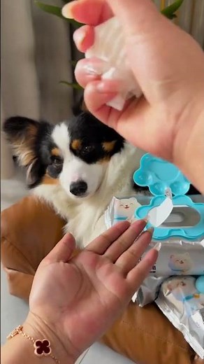 Stop Dirty Paws Now The Best Dog Wipes for Your Pet