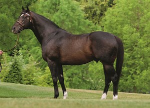 Medaglia d'Oro Fee Set at $200K for '19