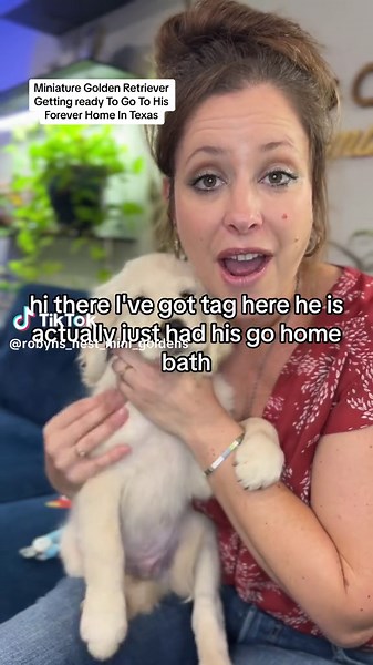Miniature Golden Retriever's Journey to Texas Home