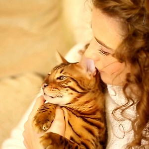 Adopting a cat could be the best decision you ever make! Cats are not just pets; they're little bundles of joy that fill your home with fun and love.  Before adopting a cat, research different breeds and their characteristics to find one that matches your lifestyle and preferences.❤️ To read the rest of the tips, click here  https://www.petangel.com.au/guide-to-adopting-a-new-cat/ #catlove #catadoption #AdoptACat | Pet Angel - Australia | Facebook
