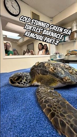 Green Cold Stuns’ Barnacle Removal | Part 2 🐢