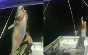 New Hampshire Woman Hauls In Massive 650-Pound Bluefin Tuna… BY HERSELF… & Gets Blasted For It | Whiskey Riff