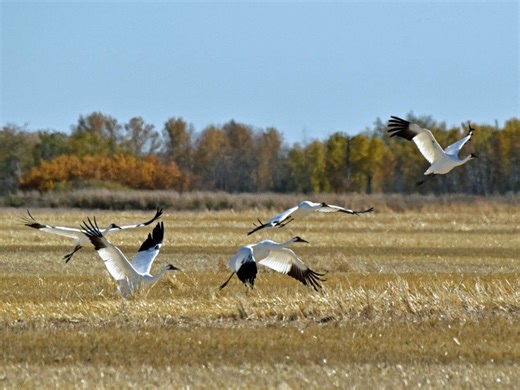 The flight and plight of endangered whooping cranes