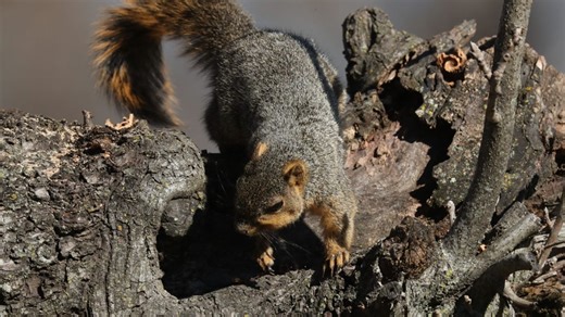 AGFC's Big Squirrel Challenge returns for third year