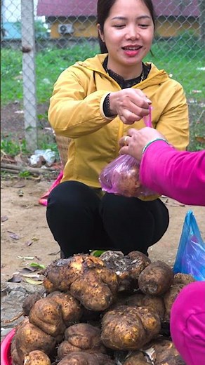Del Bosque al Mercado 🌿🥔 Ñame Silvestre en Gran Cantidad #shorts #cosecha