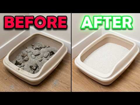 CLEAN Litter Box Secrets Your Cat Won’t Tell You! 🐱😳