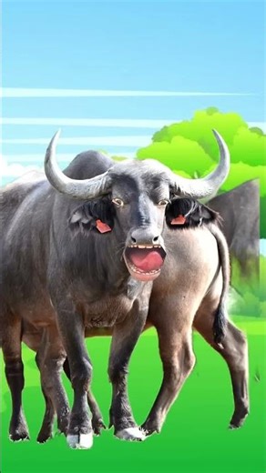 Animal's #animals #beffalo #shorts