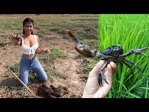 Countryside life Catching Mud Crabs and Harvest Thai Mango Along The Ridge