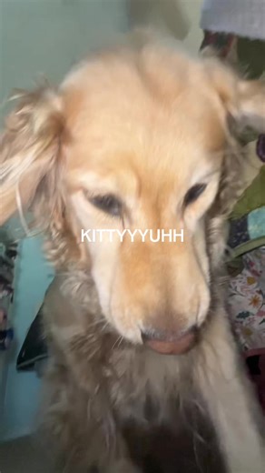 Honey the Golden Retriever: A Funny Dog Moment