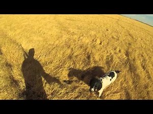 English Springer Spaniel Pheasant Hunting HD