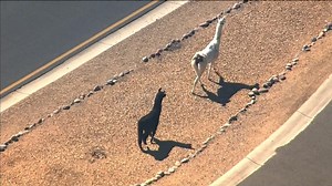 Llamas Go on the Run