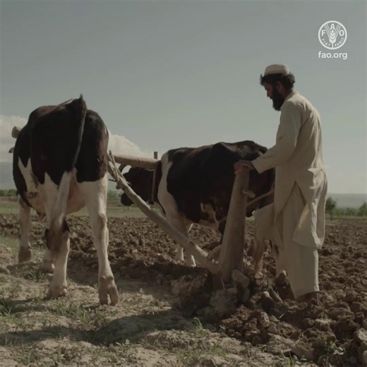 Land degradation threatens the land’s capacity to sustain human life, but it is neither inevitable nor irreversible. Food and Agriculture Organization of the United Nations (FAO)'s #SOFA2025 shows how smarter policies & greener practices can turn agriculture into a force for land restoration: https://doi.org/10.4060/cd7067en | Food and Agriculture Organization of the United Nations (FAO)