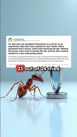 Ants Show Self-Recognition in Mirror Test