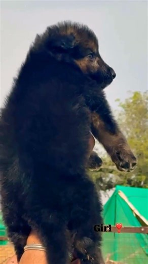 8810623046 German Shepherd Puppy Available Heavy Bone GSD Puppy Vaccinated Trained Line Booking Open