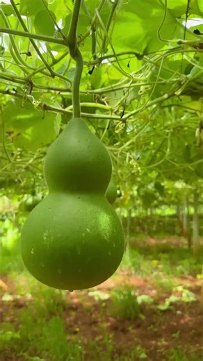 Personalized Gourd Water Bottles: Handcrafted Convenience