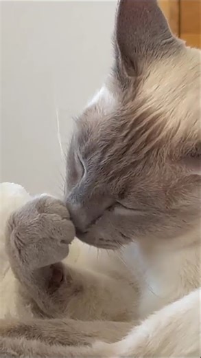 That blue point coat is absolutely adorable. 🐾💙 #siamese #bluepoint