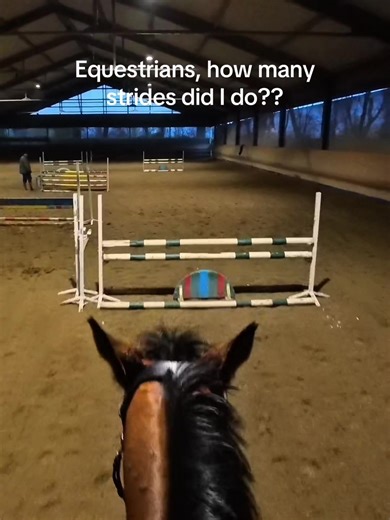 Building Confidence with Loose Ring Snaffle Training