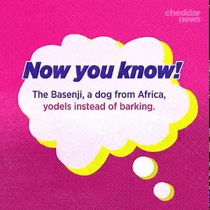 The Basenji produces an unusual yodel-like sound, due to its unusually shaped larynx. #NowYouKnow | cheddar news | Facebook