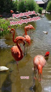 #pantropica Hoogtepunten 15-7-25