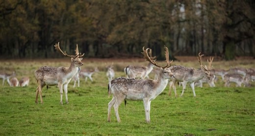 Archaeology project promoting sustainable use of wild fallow deer venison nominated for national award