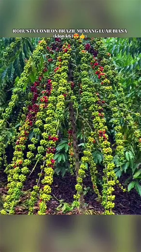 Kelezatan Kopi Robusta: Temukan Rasa Asli