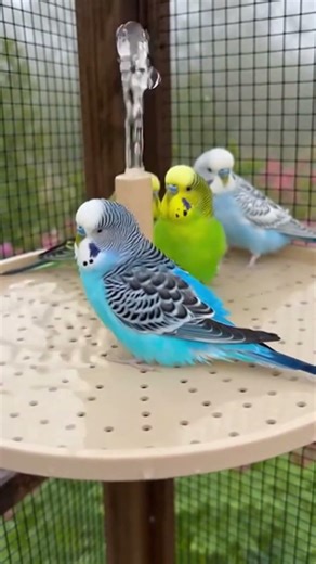 Tiny Shower Time for Budgies 🐦🚿