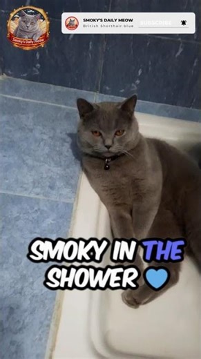 The British Shorthair Blue Cat relaxing in the shower 🐱🚿 Smoky’s cozy spot #britishshorthair #cat