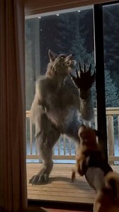 My Dog is Fighting a REAL Werewolf! 🐺😱 #shorts