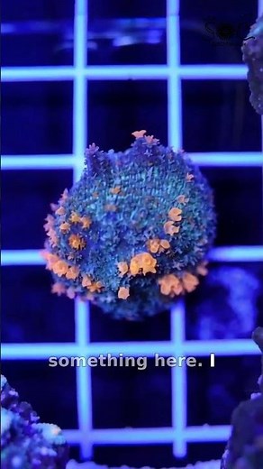 Sunkist Bounce Mushroom — Brighten Your Reef Instantly!