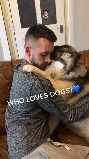 DOGS ARE THE BEST💙 #foryou #husky #huskies #puppyeyes #cute