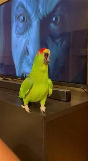 These Parrots Were NOT Ready for That Horror Scene 😳🦜 #shorts #funny #viral