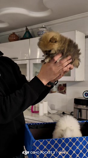 Chkoun yebghi hed la race de Pomeranian ?