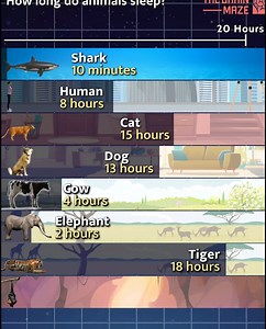 How Long do Animals Sleep? - We created this animation, to explore the sleep patterns of various animals and compare them to human sleep. From animals that snooze for most of the day to those that barely rest, discover the surprising differences in sleep duration across the animal kingdom. While we’ve included many animals in this comparison, you might notice that the water bear (tardigrade) is not featured. Although it can remain in a dormant state for up to 262,800 hours, this process is calle