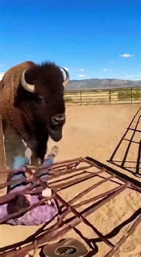 Massive Bison Charges and Knocks Down a Metal Gate | Wild Animal Power