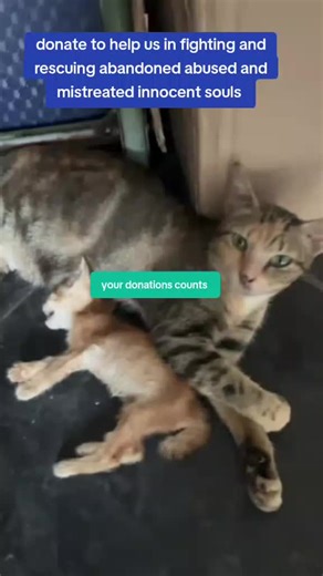rainbow paws shelter on TikTok