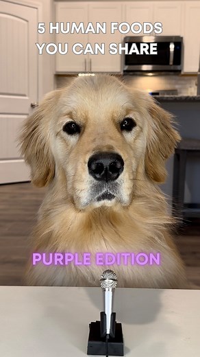 Pearl The Golden Girl & Liz Lang | Golden Retriever on Instagram: "On today’s episode of crunchy ASMR: PURPLE EDITION of 5 human foods you can share with your dog 🎤💜✨SHARE✨ with someone who needs to see this! This was Pearl’s first time trying blackberries and eggplant. She loved it as you can see. Remember fruits and veggies should only be fed in moderation as special treats and should make up no more than 10% of their diet. ALWAYS remove seeds and skin. #asmr #asmreating #asmrc