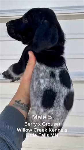 The #berryxgrouser pups at 5 weeks 🐾❤️ #gsppuppy #germanshorthairedpointer #gsppuppies #willowcreekgsp | Willow Creek Kennels and Hunting