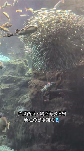 新江の島水族館🪼片瀬西浜・鵠沼海水浴場🏖️