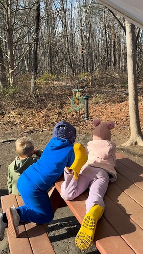 Watching the birds in between nature classes 🕊️ | Webb Mountain Discovery Zone