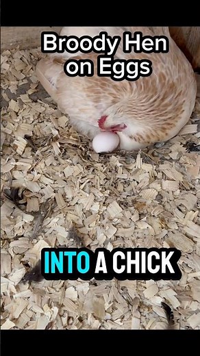 Broody Hen steals eggs to hatch chicks