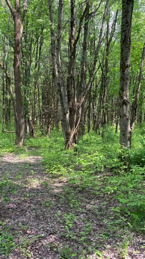 You don’t need high-tech tools to return water to its natural, structured state. Structured water, or water that has been energetically organized into a more coherent state, is often associated with improved hydration, cellular function, and vitality. But here’s the truth: you don’t need an expensive machine to create it. Nature has been structuring water long before humans tried to engineer it. One of the simplest (and most overlooked) methods? Wood. Yes, even a small piece of sustainably sourc