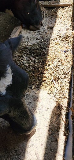 Supa phos kiwination On farm dairy meal formulation potatoes. Just yummy. 📸 Our girls | Dairy networks