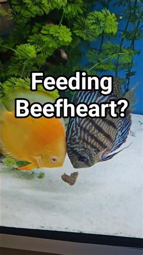 Feeding discus beefheart? Be careful!