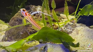 Yasha Goby with his wee pistol shrimp! The goby is on look out duty while the shrimp builds a new entrance to there cave. A Stunning and briliant symbiosis of two completely different animals. | Exotic Aquatics Belfast
