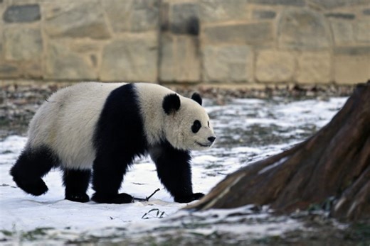 Beloved pandas Bao Li and Qing Bao make public debut