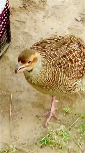 The flight of the partridge and the sound of the partridge surprised everyone #birds