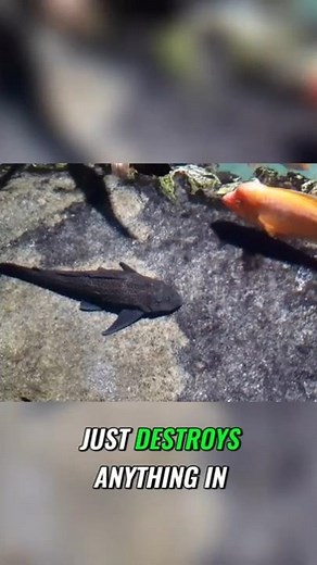 The Otocinclus, or ‘Oto cat,’ The tiny aquarium algae eating hero!