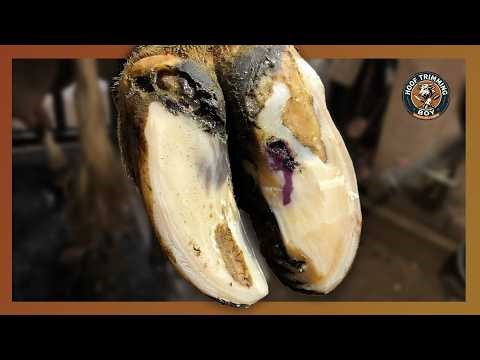 Cow Hoof Care – Step by Step Rescue Tutorial #hooftrimming #satisfying #animals