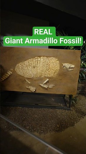 Giant armadillo and other mega fauna fossils found right here in Houston!